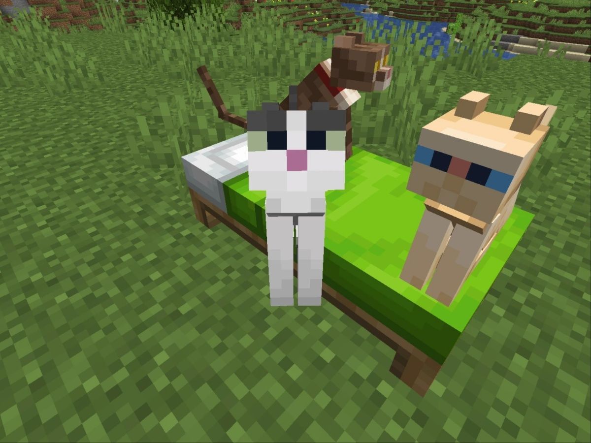 pets How to heal pets in Minecraft