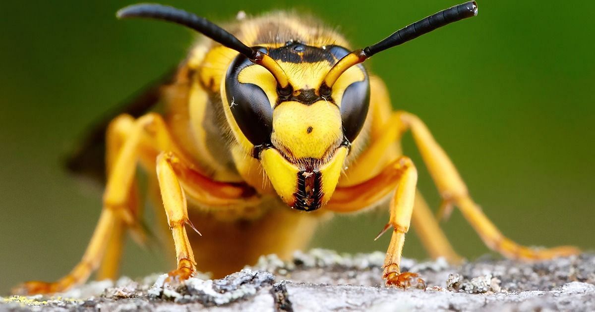 Hornet sting (Image via Getty Images)