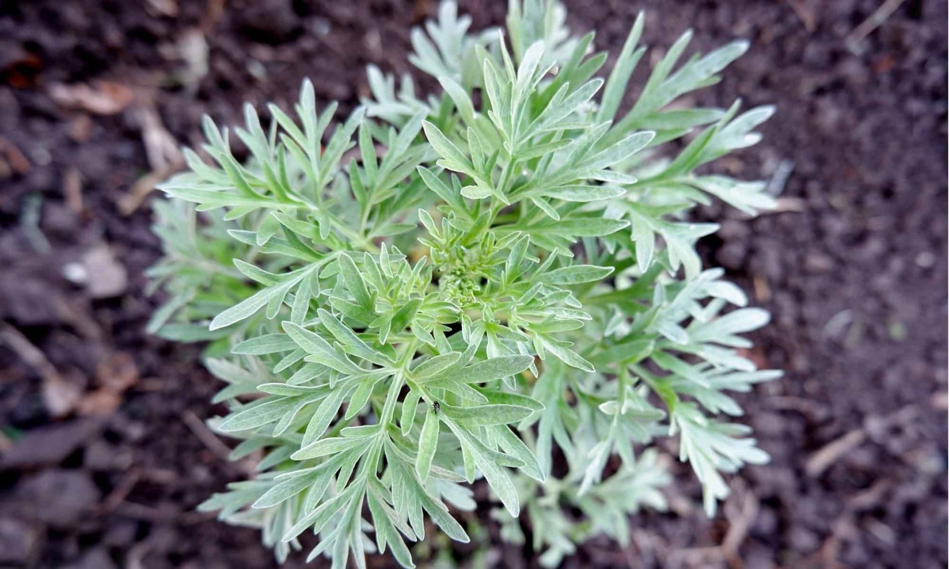 Wormwood, or Artemisia absinthium, is well known for having a number of positive health effects (istock)