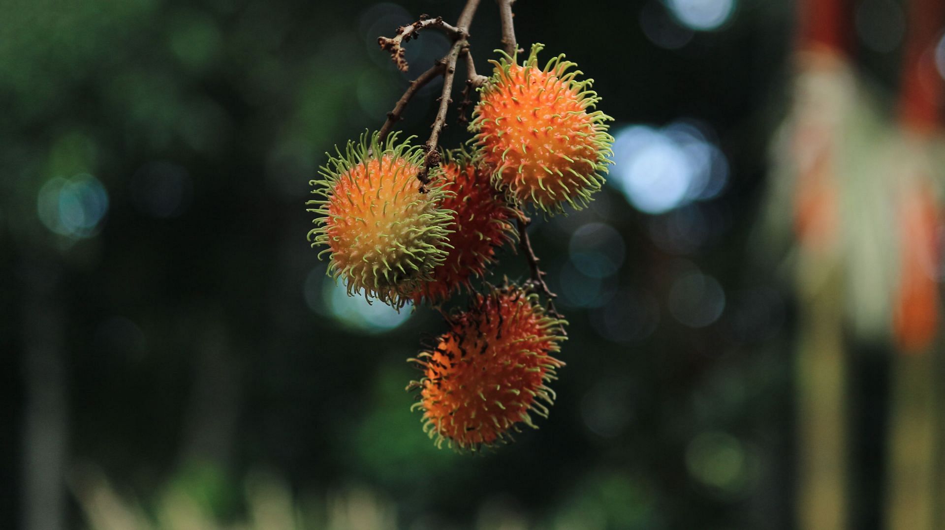 Benefits of rambutan. (Image via Unsplash/ Anil Xavier)