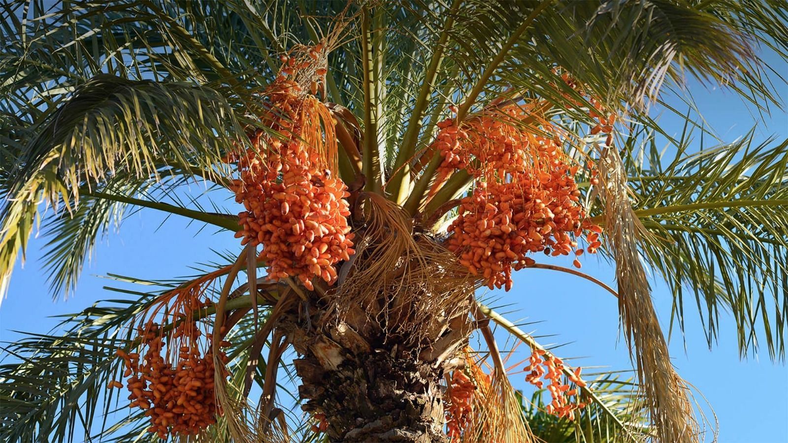 Date-palm fruit (Image via Getty Images)