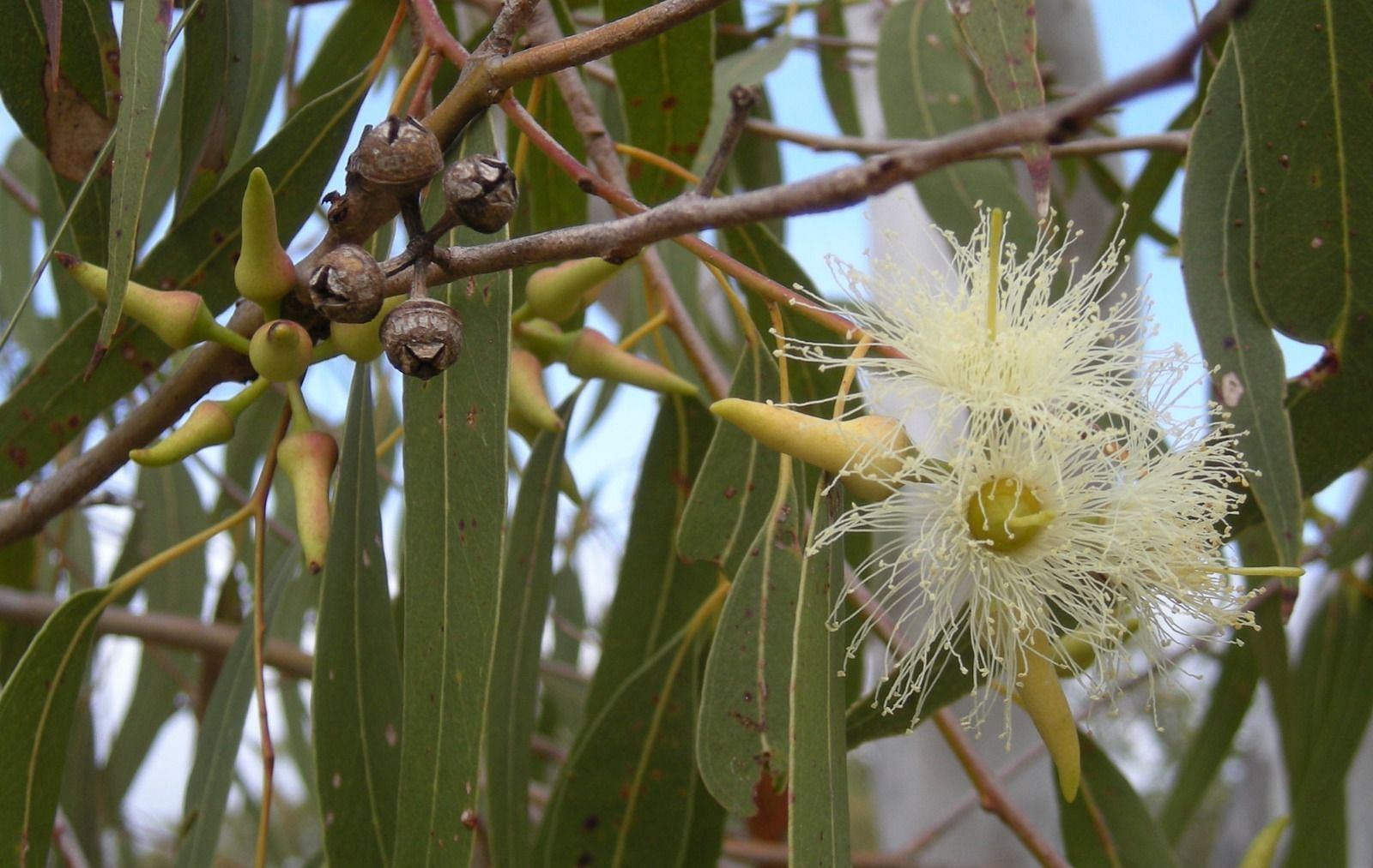 Eucalyptus (Image via Getty Images)