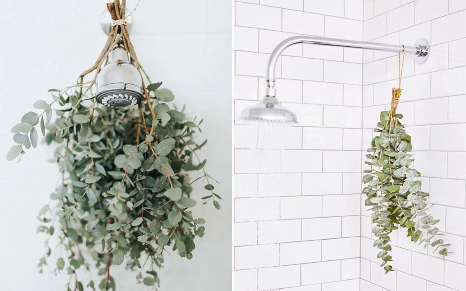 Eucalyptus in shower (Image via Getty Images)
