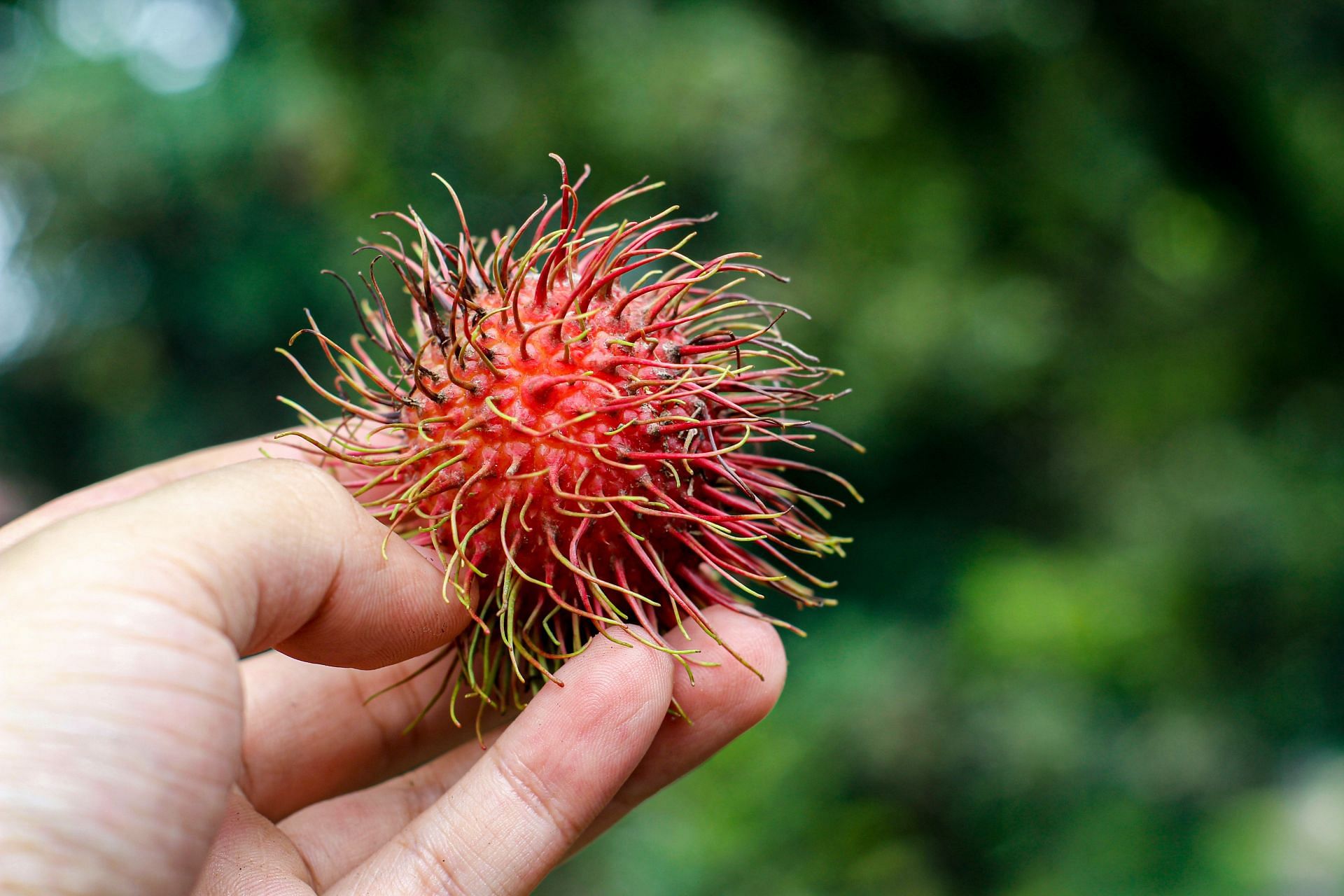 Rambutan boosts immunity and helps in weight management. (Image via Pexels/ Said Zuzawarsyah)