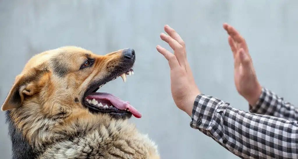 Rabies in humans (Image via Getty Images)