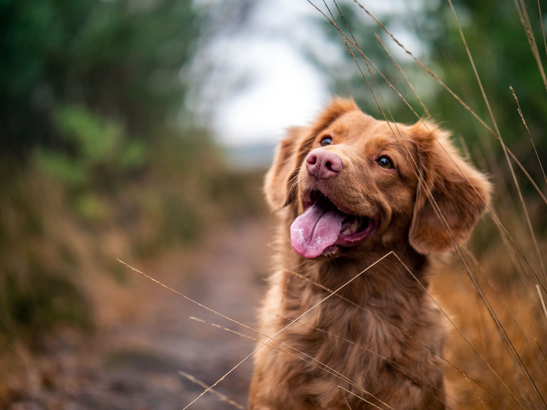 Seek professional help before owning a pet. (Image via Unsplash/Jamie Street)