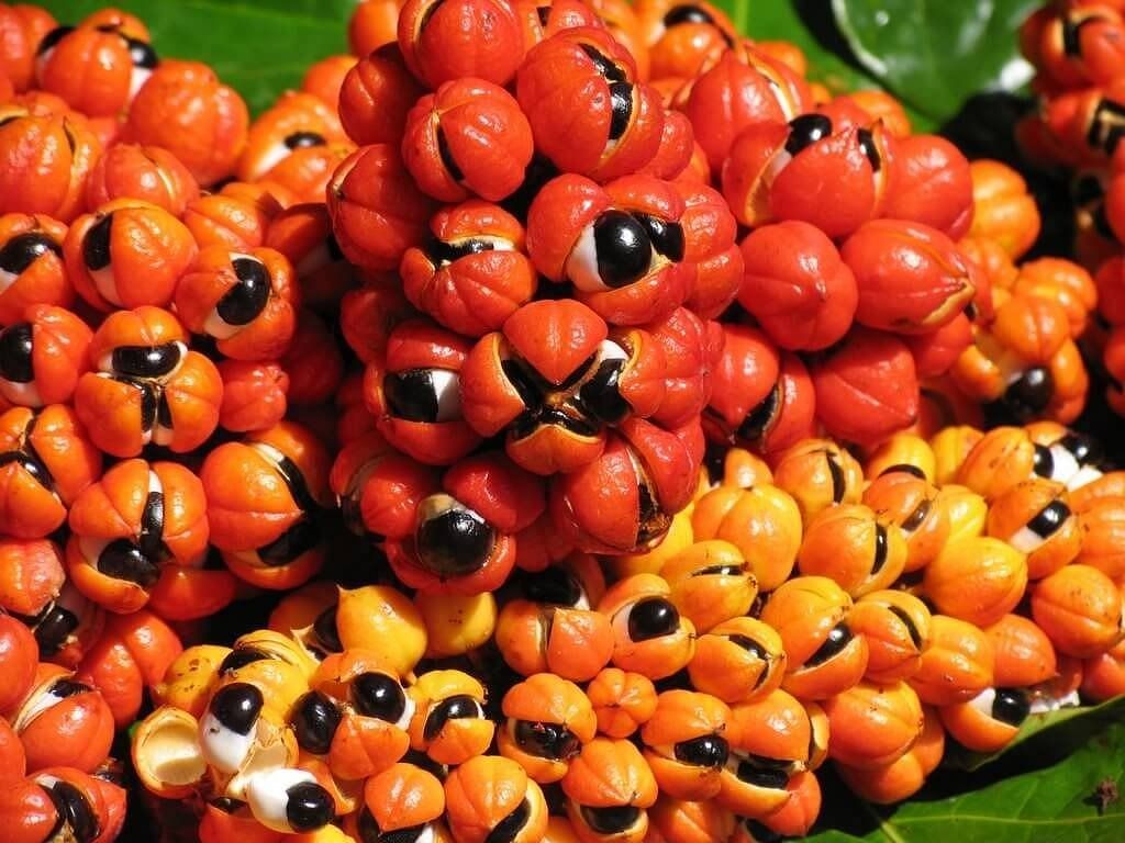 Guarana (Image via Getty Images)