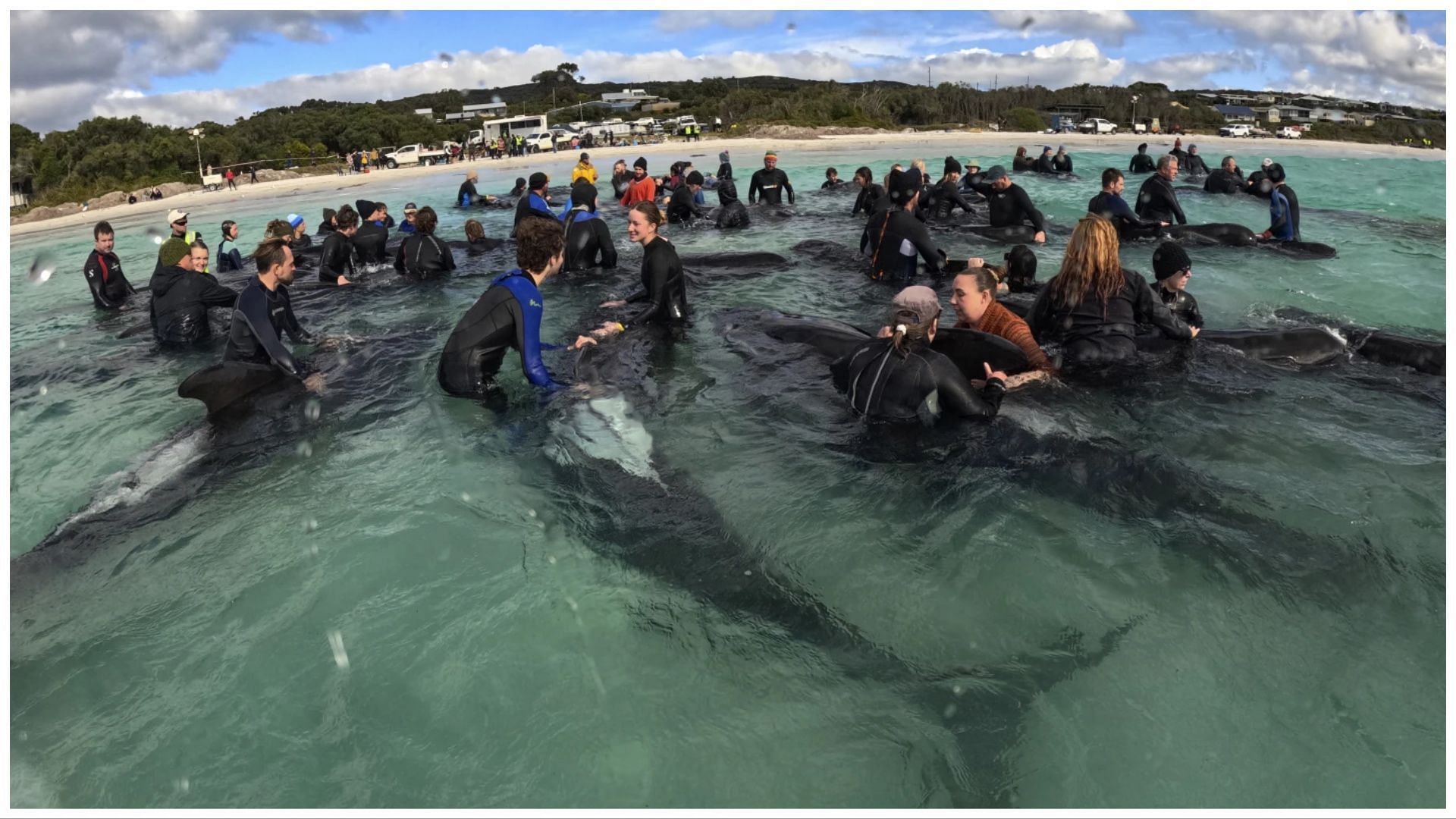 Volunteers, veterinarians, and marine life experts tried to help the whales (Image via Associated Press)