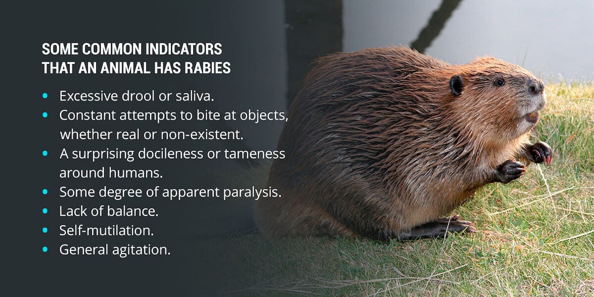 How to tell if a beaver or any other animal has rabies (Image via Urban Jungle/Google)