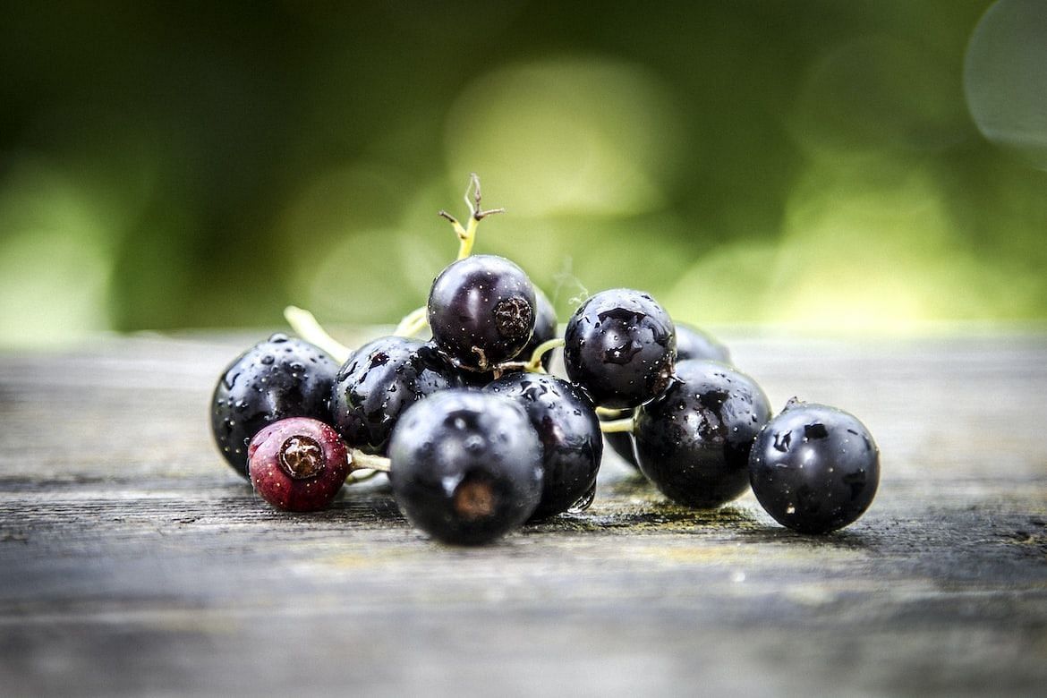 Black currants, formally known as Ribes nigrum, are small, lustrous berries that are well-known for their high nutritional content (Anton/ Pexels)