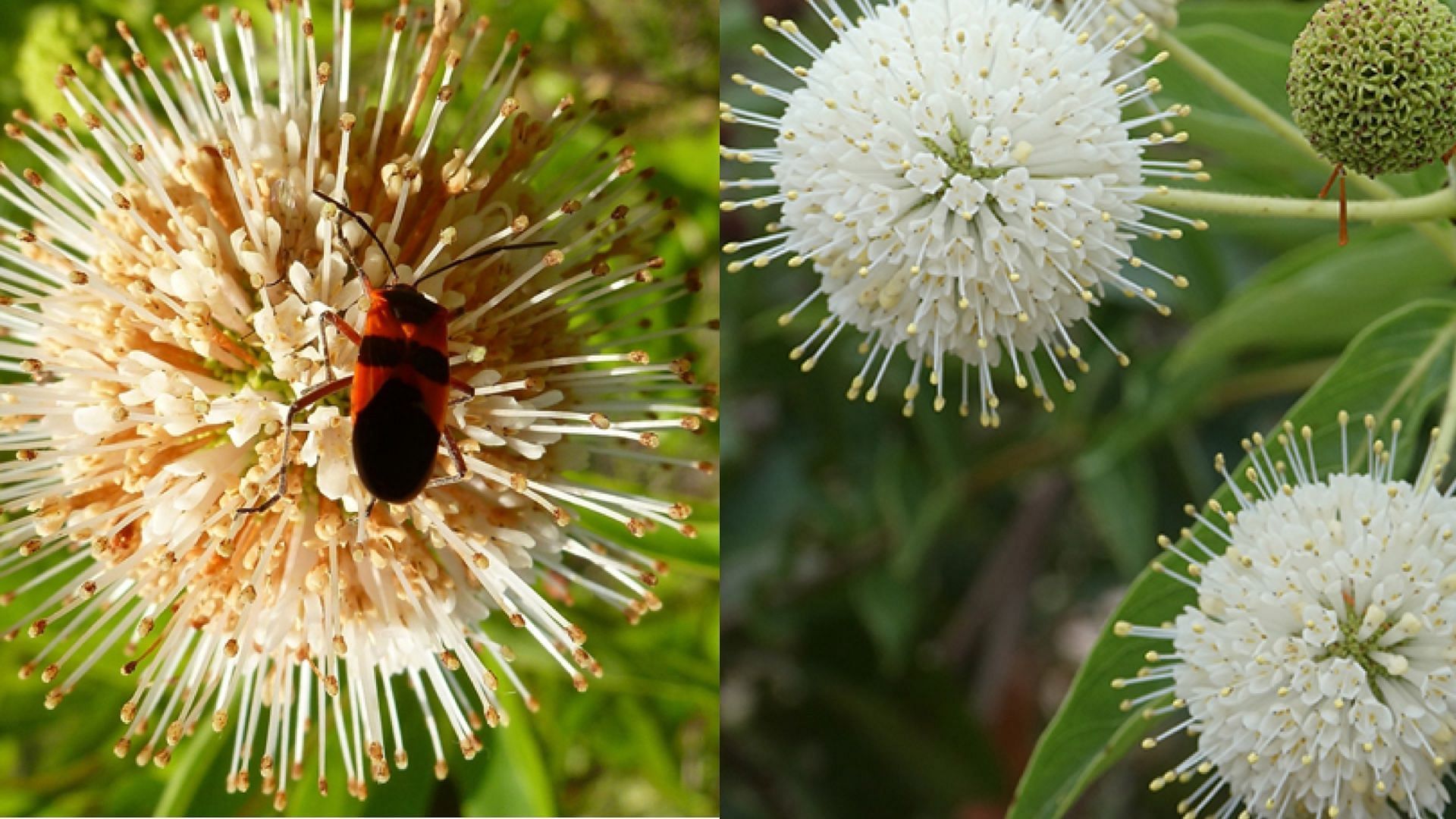 buttonbush-gabriel-trujillo-sonora-mexico-crime-shooting-uc