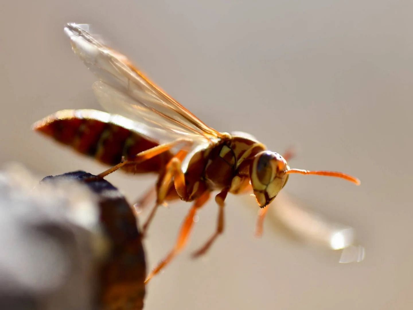 Hornet (Image via Getty Images)