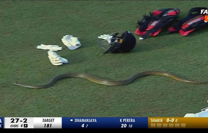 [Watch] Snake interrupts play during the Galle Titans vs Dambulla Aura clash in Lanka Premier League 2023
