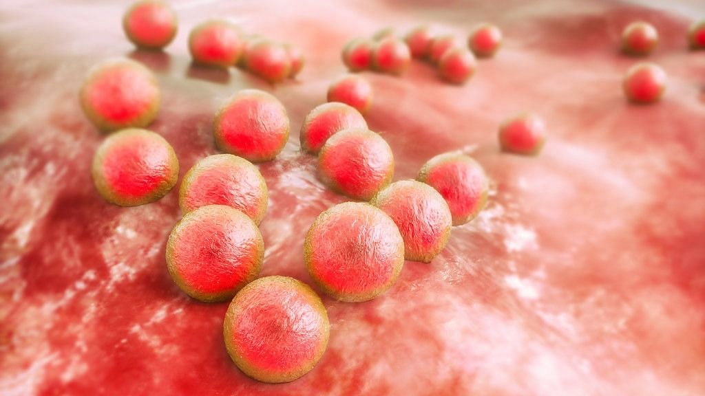 Methicillin-Resistant Staphylococcus Aureus (Image via Getty Images)