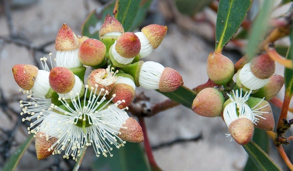 Eucalyptus (Image via Getty Images)