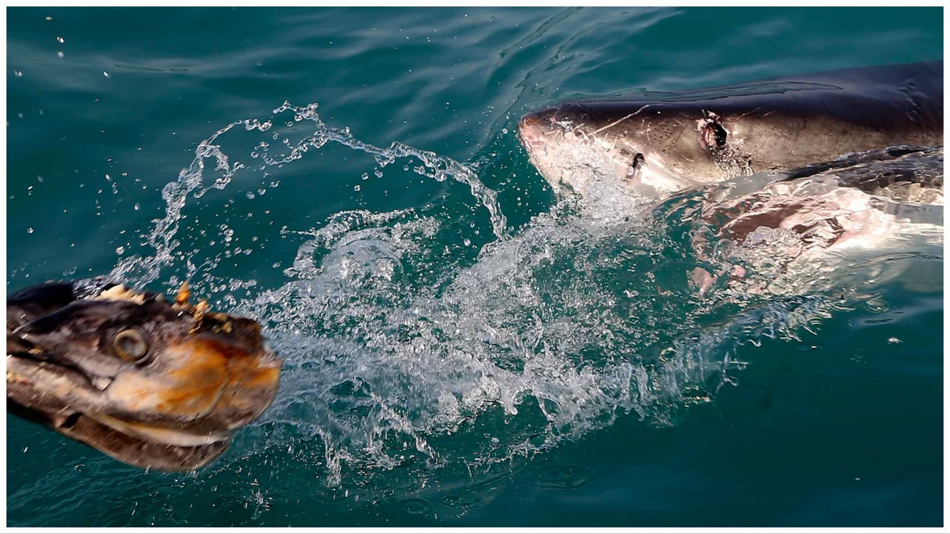 These sharks rarely attack humans (Image via Associated Press)