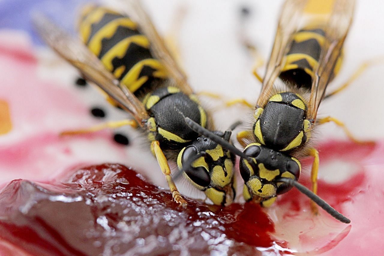 Hornet (Image via Getty Images)