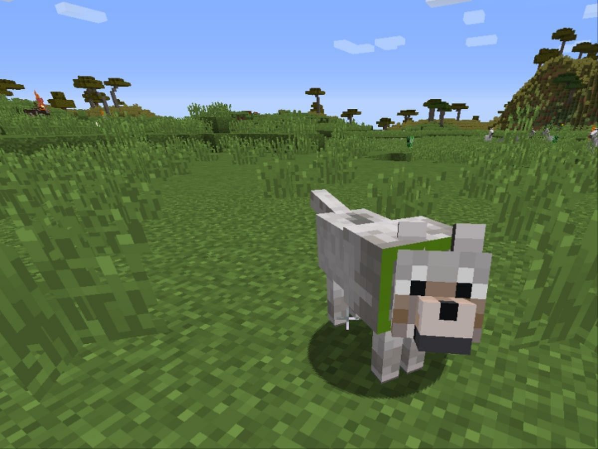 From wolf to dog (Image via Mojang Studios)