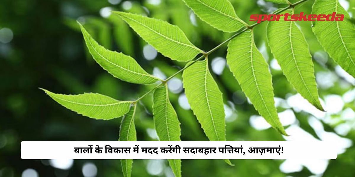 Evergreen leaves will help in hair growth, Try!