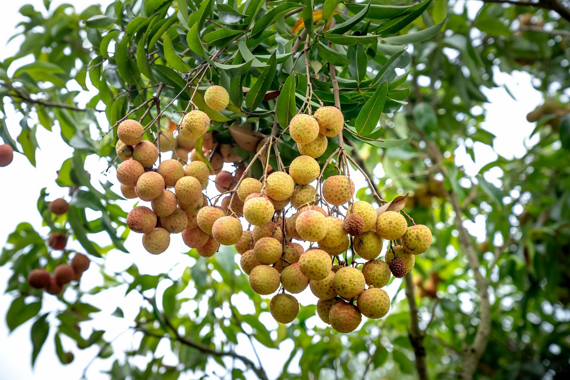 The Longan fruit is also called a dragon