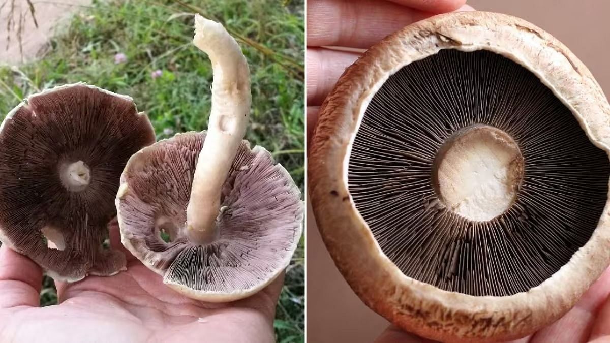 Portobello-mushrooms (Image via Getty Images)