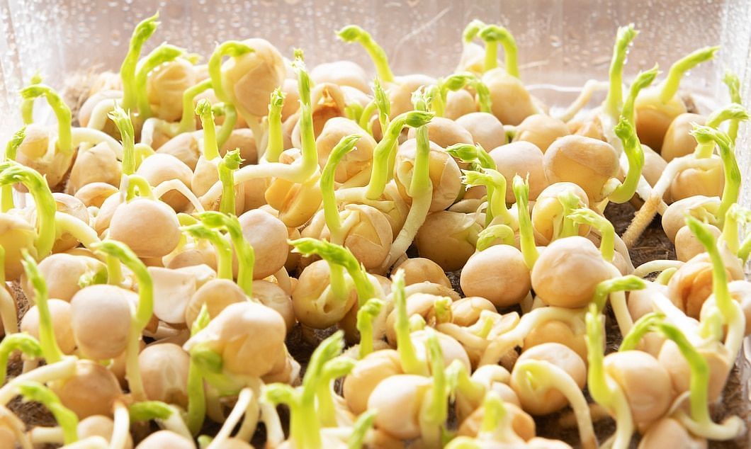 Bean sprouts (Image via Freepik/Devmaryna)