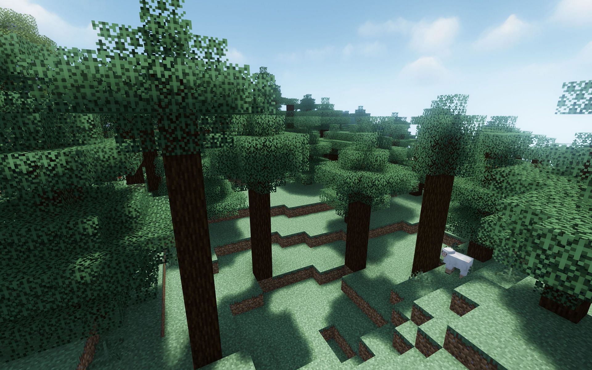 Tall spruce trees (Image via Mojang)