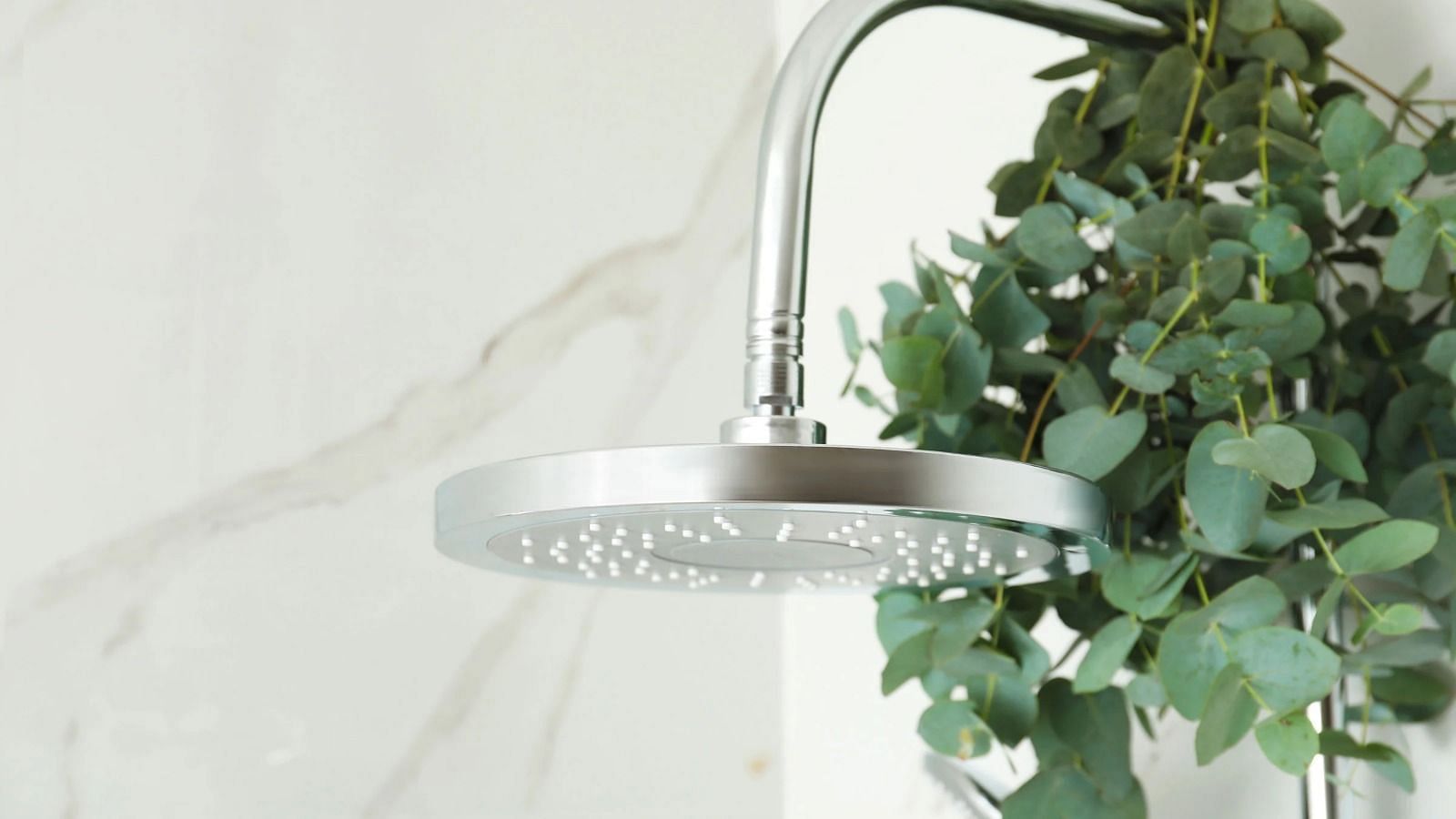 Eucalyptus in shower (Image via Getty Images)