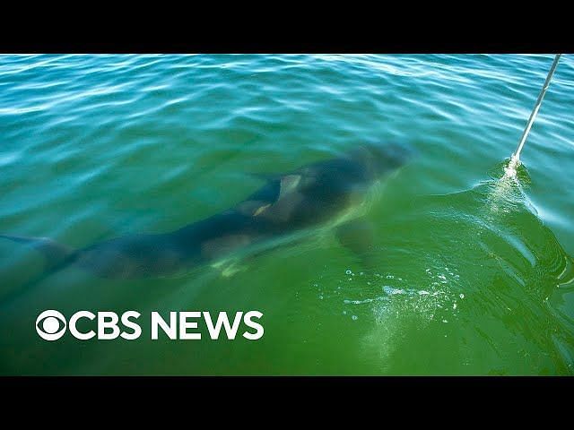 White Sharks: Do White Sharks Attack Humans? Cape Cod Emerges As World ...