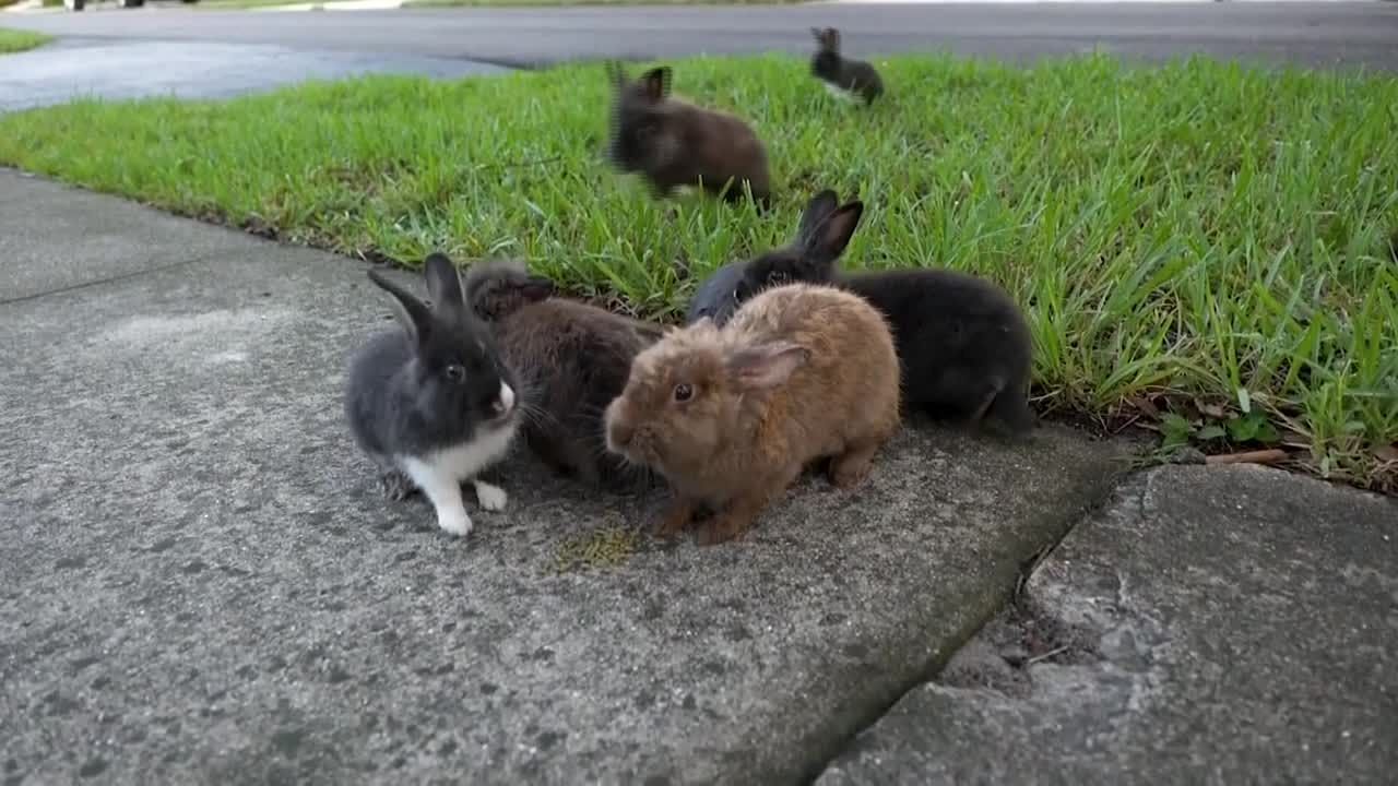 Lionhead rabbits sit on the sidewalk (Image via AP)