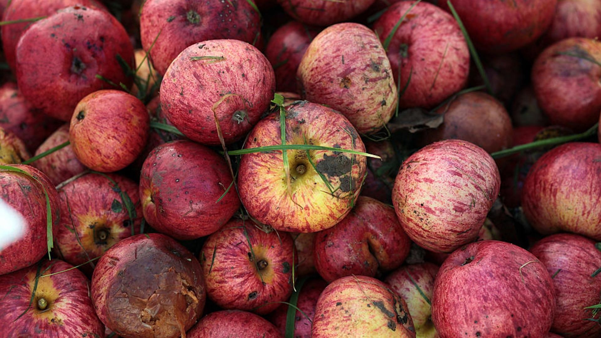 Patulin is a mycotoxin linked with a variety of molds that usually occur or rotting fruits like apples (Image via Matt Cardy / Getty Images)