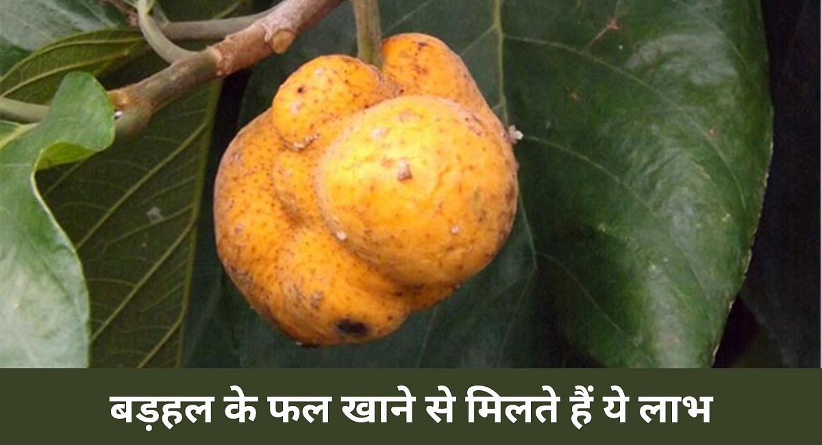 बड़हल के फल खाने से मिलते हैं ये लाभ(फोटो-Sportskeeda hindi)