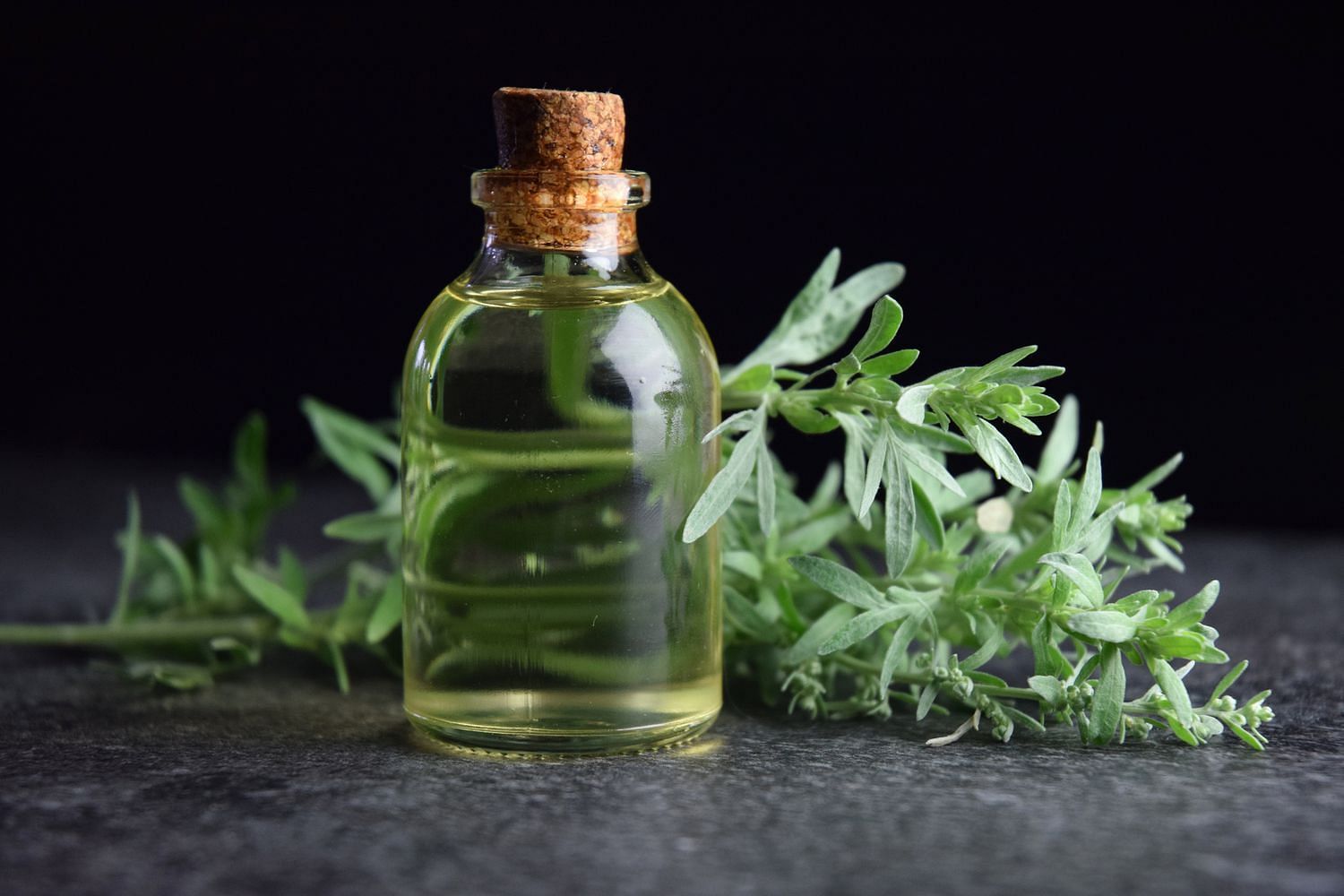 Due to its adaptable qualities, artemisia absinthium has many uses. (Getty Images)