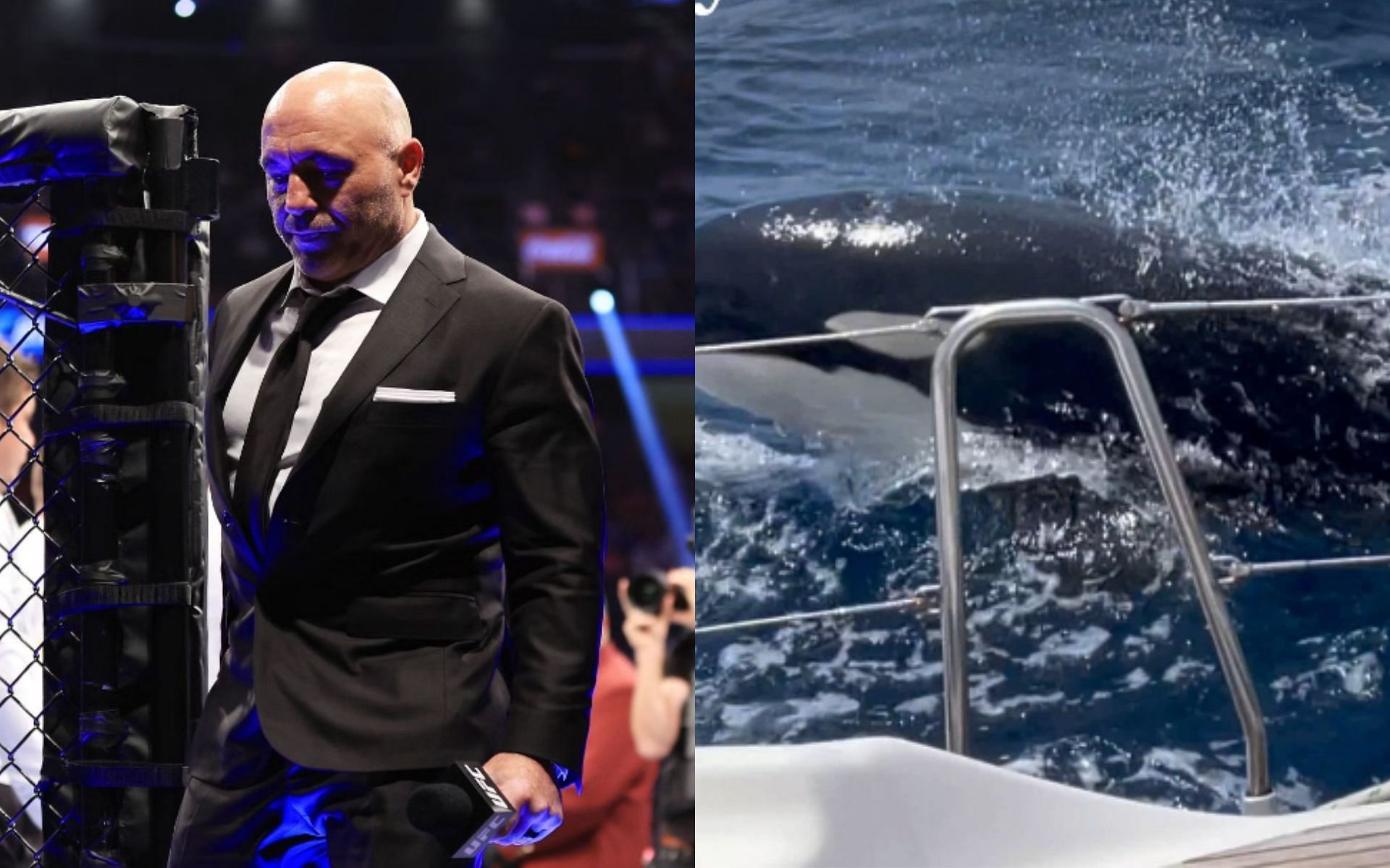 Joe Rogan,(left) A whale pictured near a boat (right) [Image source of the whale: @Telegrah on Twitter]