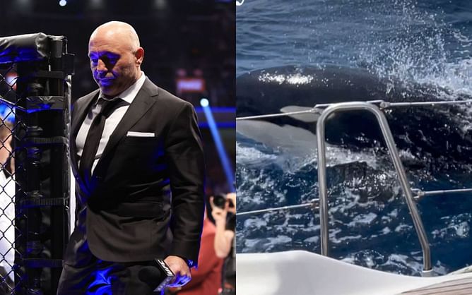 "All these years we've been mistreating them" - Joe Rogan breaks down recent boat attacks by killer whales and how this could become widespread
