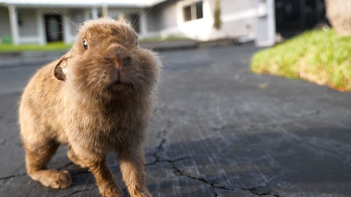 A neighbourhood in Florida has been invaded by a domesticate specie of rabbits, the lionhead rabbits. (Image via USA Today)