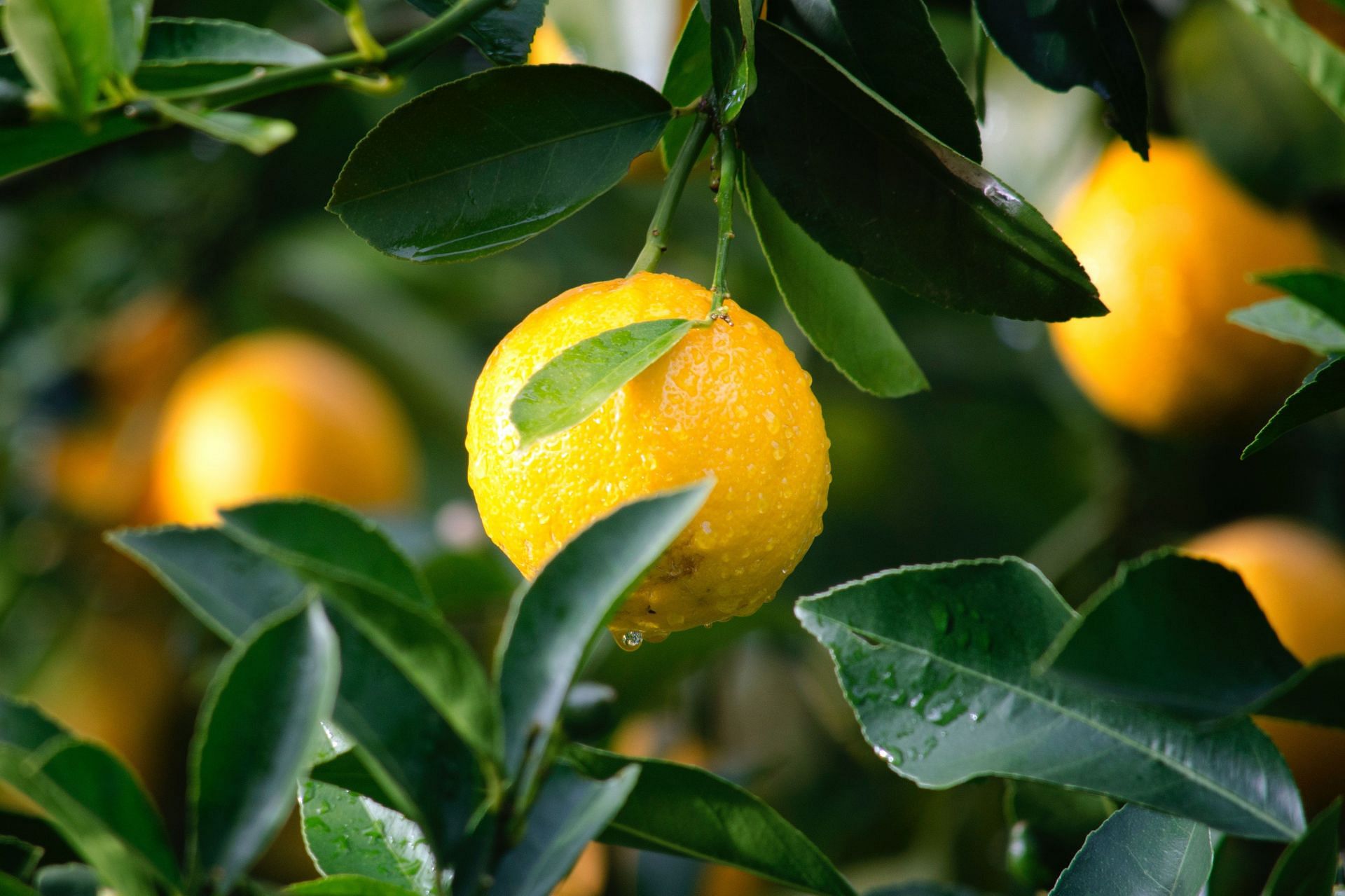 Vitamin C foods to reduce gout. (Image via Pexels/ Ryan Baker)