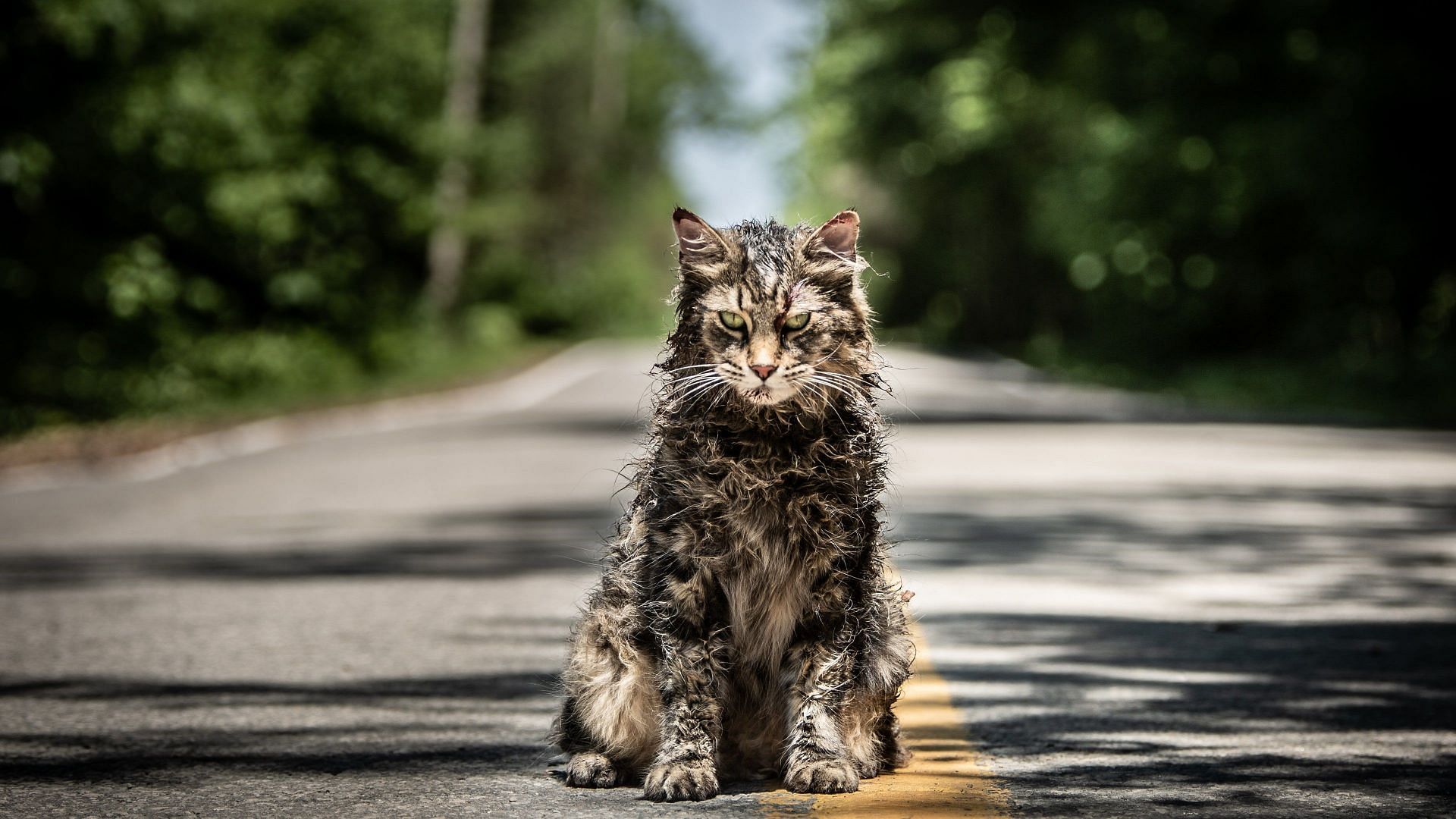 What is Pet Sematary: Bloodlines based on? Details explored