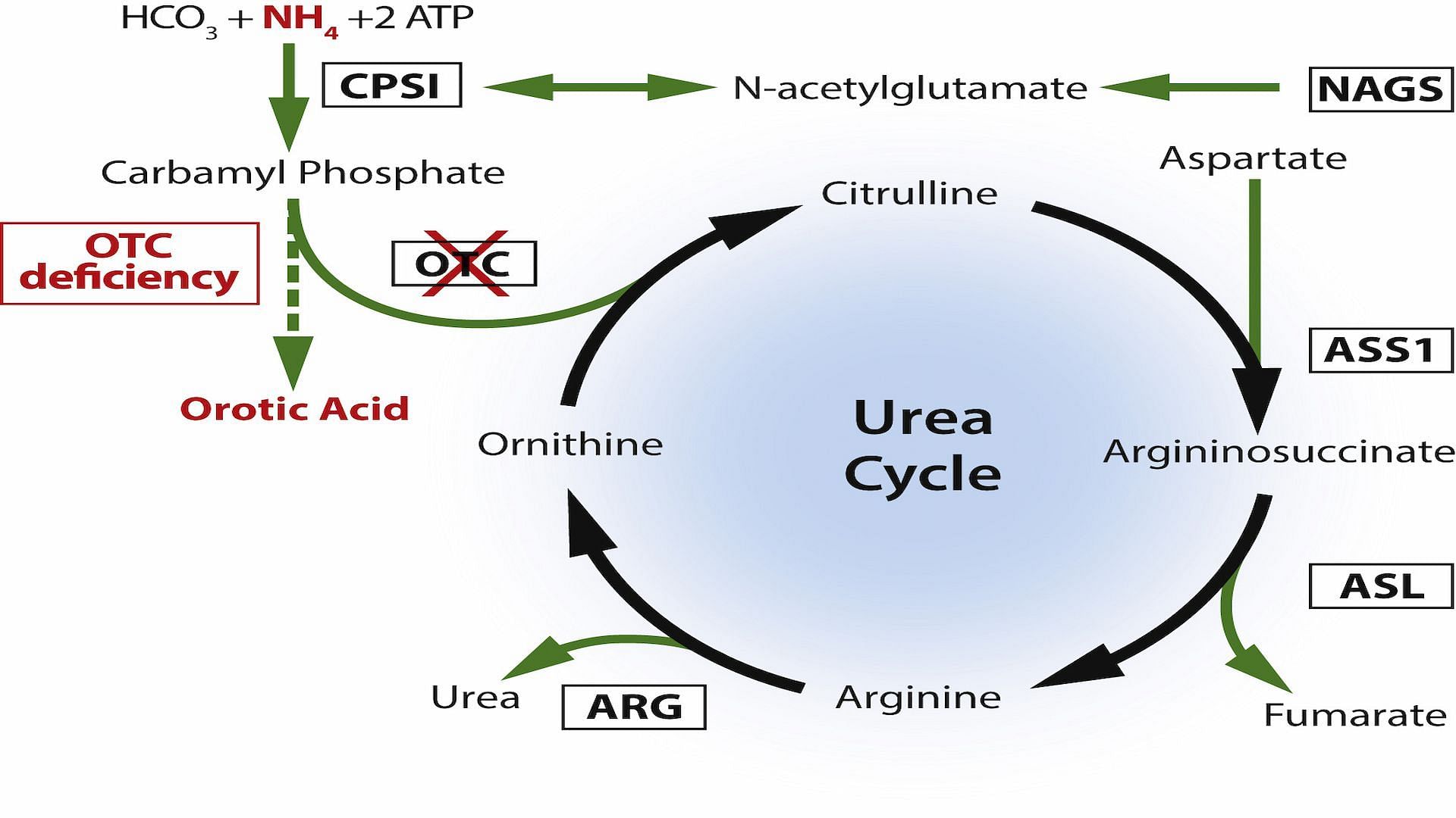 An image depicting OTC deficiency in humans (Image via Google)