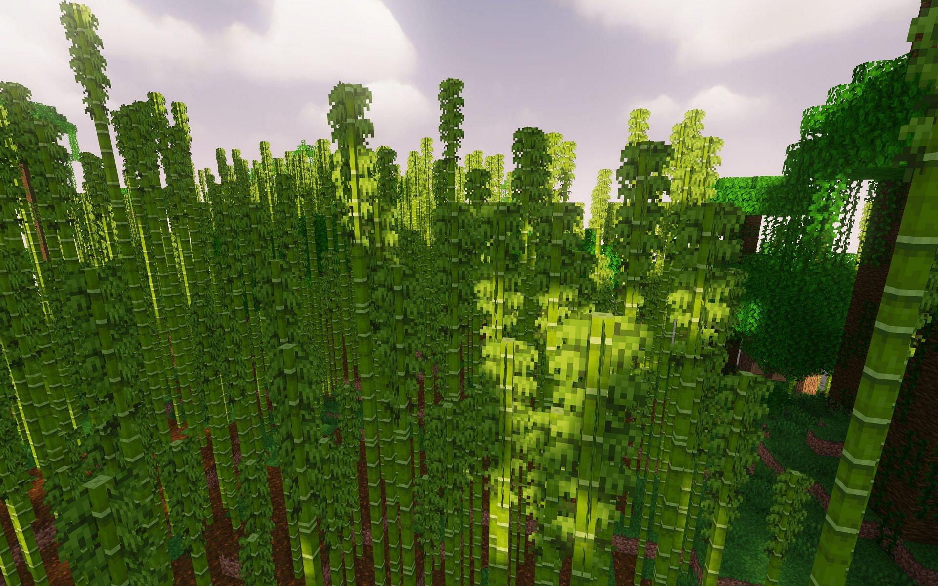 Bamboo forest (Image via Mojang)