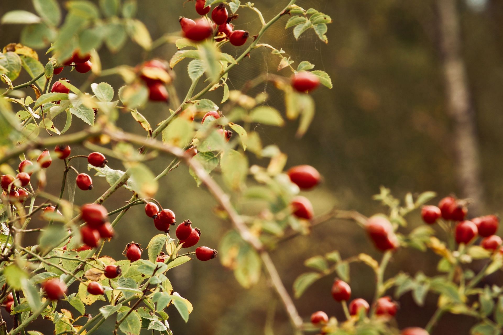 Benefits of Tamarillo Fruit. (Image via Pexels)