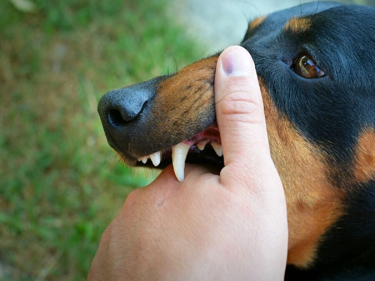 Dogs can transmit the disease (Image via Getty Images)