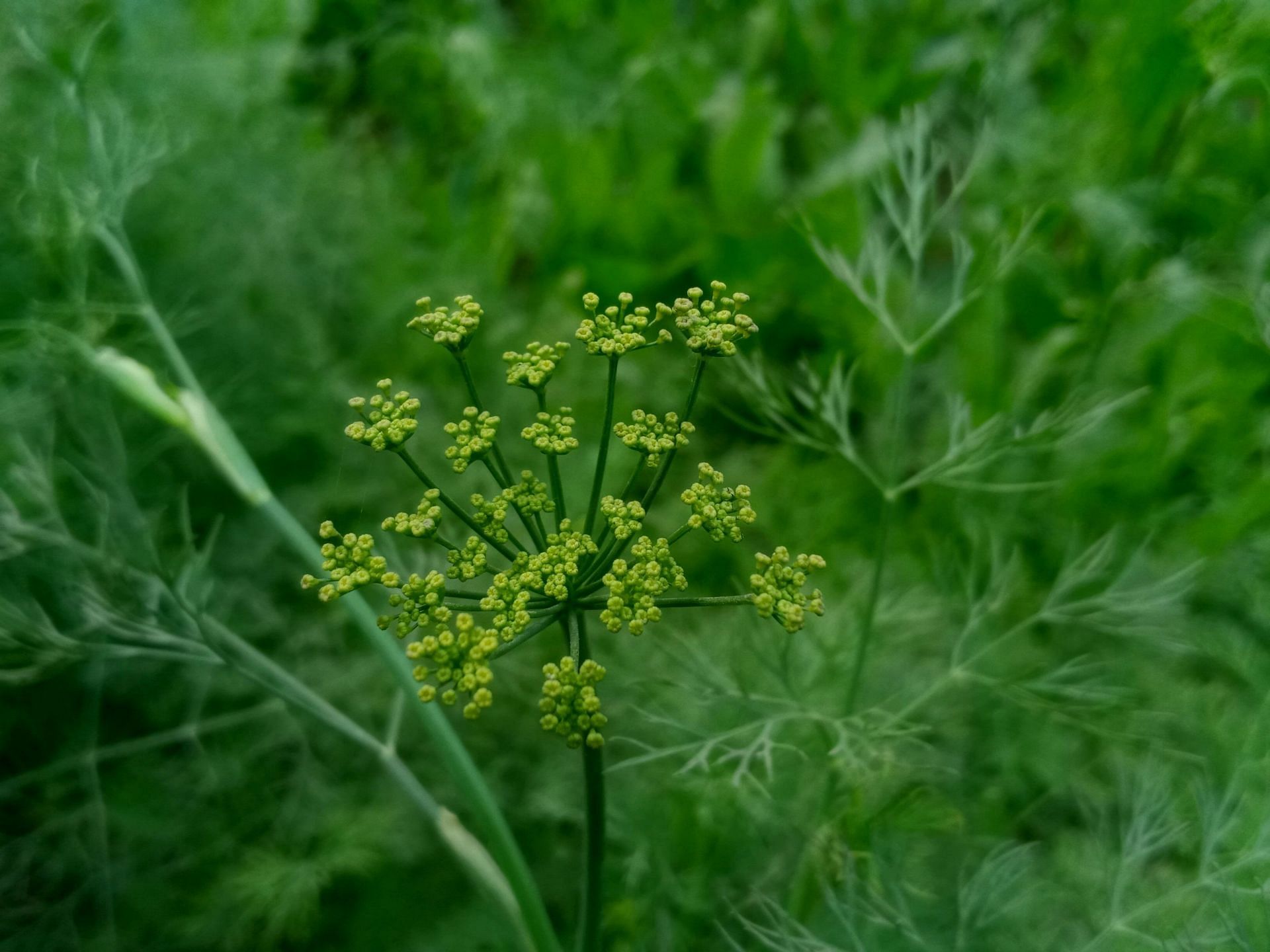 soothes digestive issues (Image via Unsplash / Ram Kishor )