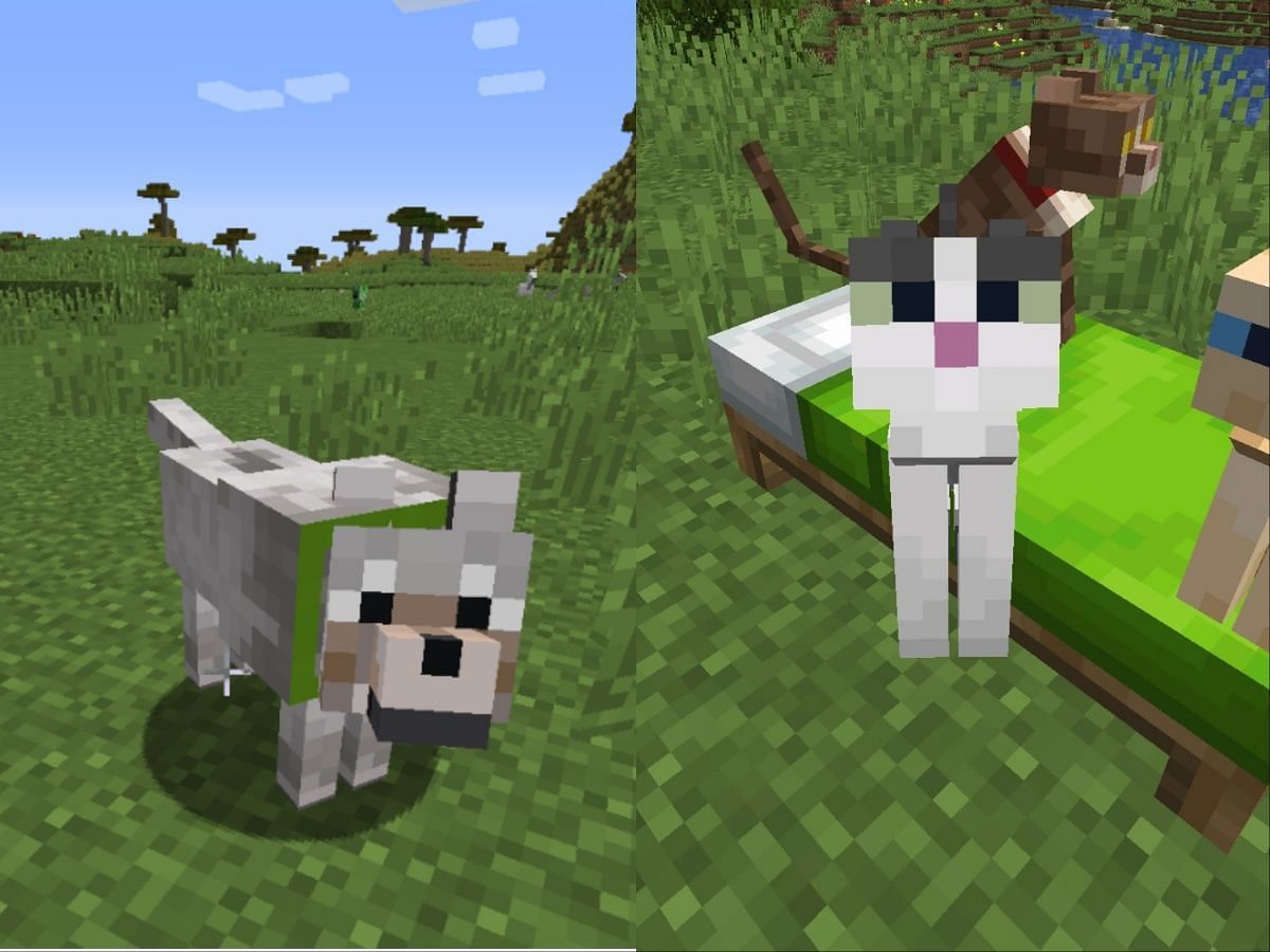 You have to take care of your pets in Minecraft.