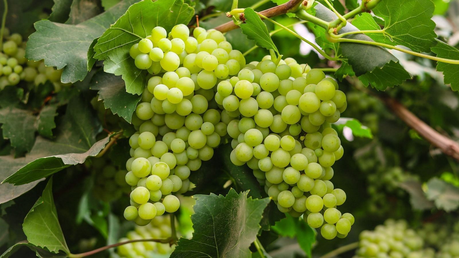 Green grape (Image via Getty Images)