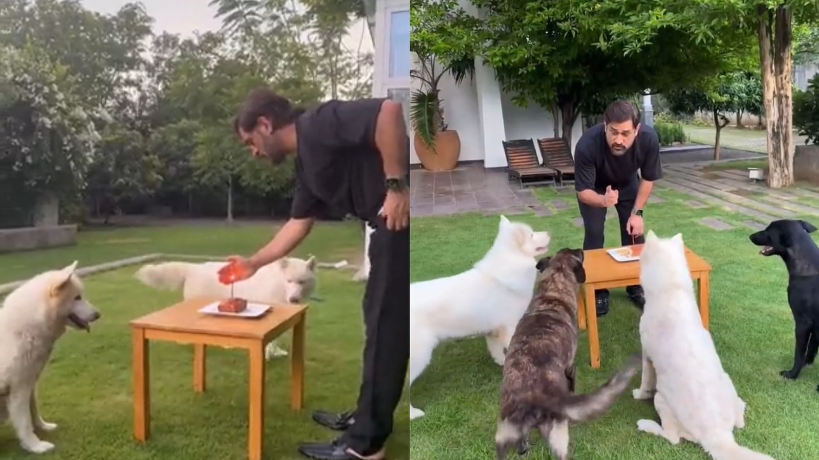 MS Dhoni celebrated his birthday with his four pet dogs (Image: Instagram)