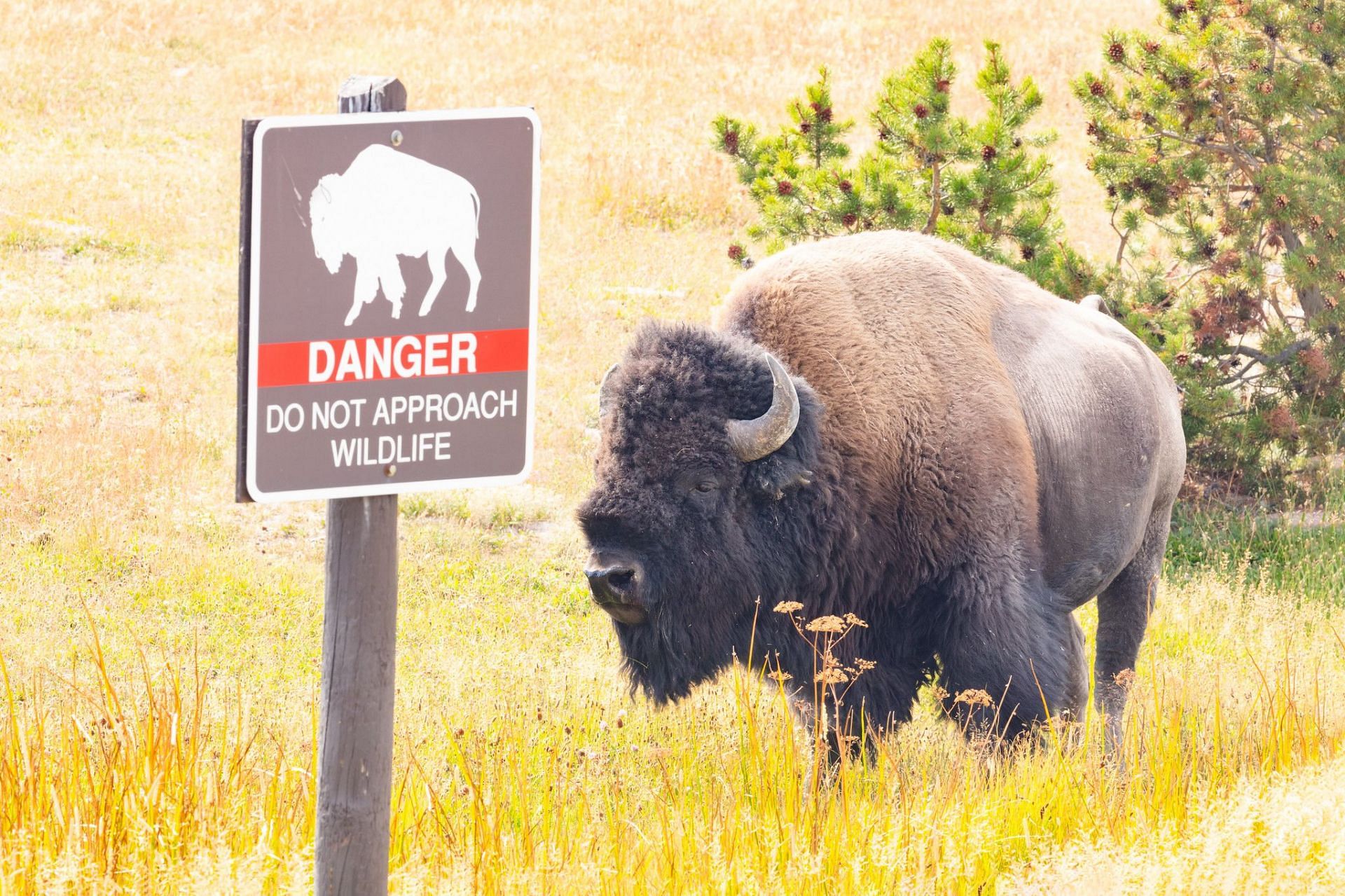 Although majestic, these animals are still wild. (Image via Yellowstone National Park)