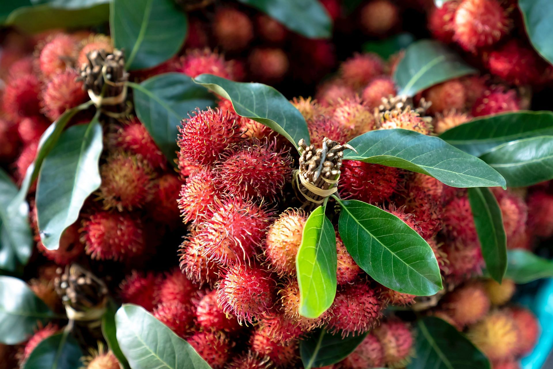 Rambutan resembles lychee. (Image via Pexels/ Quang Nguyen Vinh)