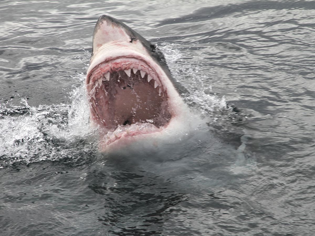 Cape Cod shark attacks