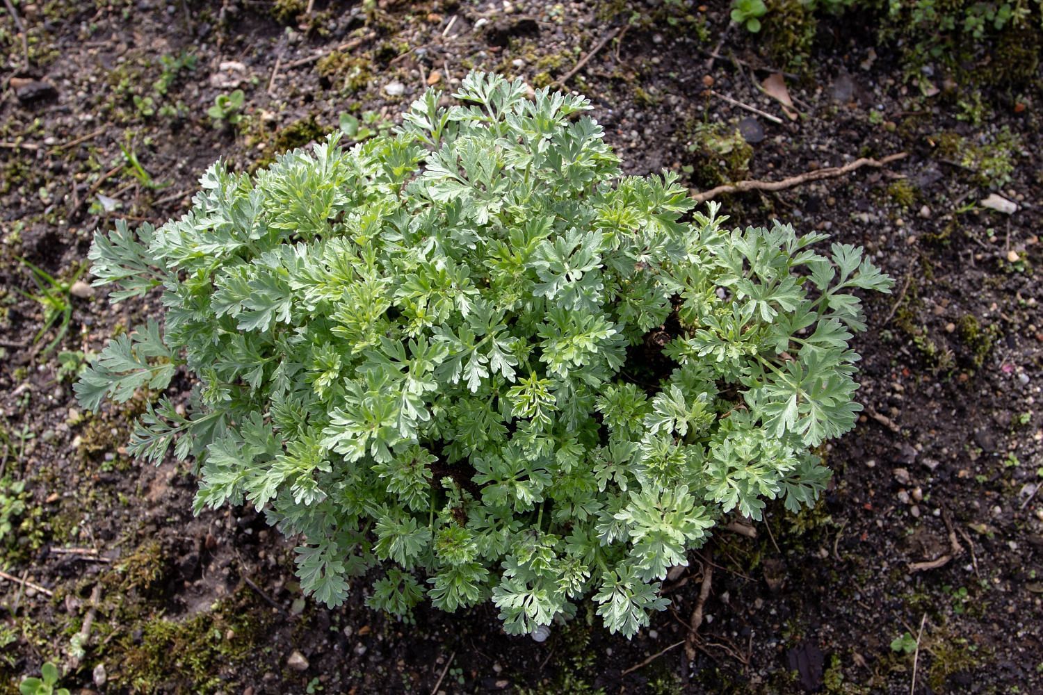 Wormwood: A closer look at its benefits, uses and potential side effects